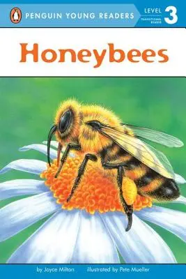 Albine de miere - Honeybees