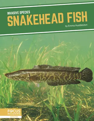 Pește cap de șarpe - Snakehead Fish