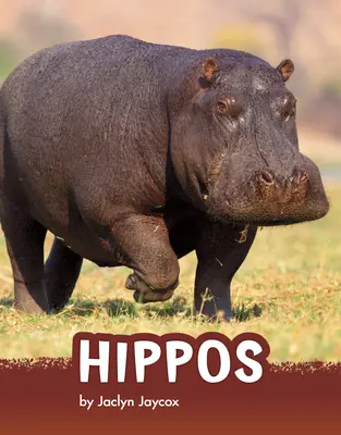 Hipopotami - Hippos