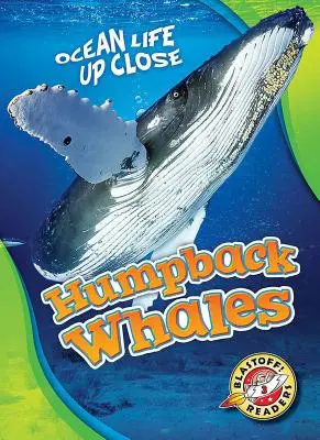 Balene cu cocoașă - Humpback Whales