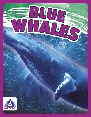 Balenele albastre - Blue Whales