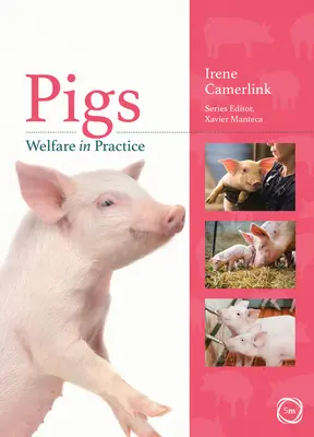 Bunăstarea porcilor în practică - Pigs Welfare in Practice