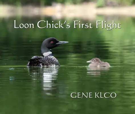 Primul zbor al Puiului de Loon - Loon Chick's First Flight