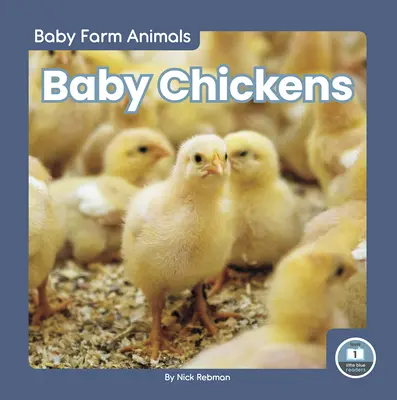Pui de găină - Baby Chickens
