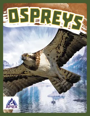 Vulturi - Ospreys