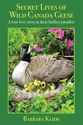 Viețile secrete ale gâștelor canadiene sălbatice: O adevărată poveste de dragoste în paradisul lor ascuns - Secret Lives of Wild Canada Geese: A true love story in their hidden paradise