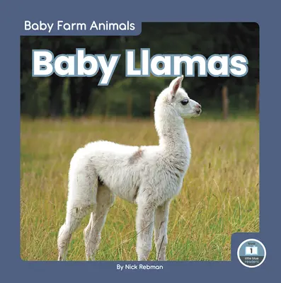 Pui de lama - Baby Llamas