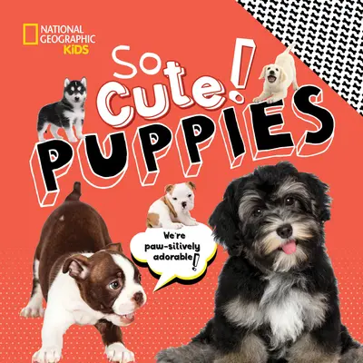 Atât de drăguț! Cățeluși - So Cute! Puppies