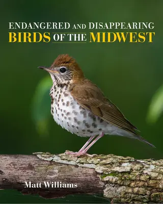 Păsări pe cale de dispariție și pe cale de dispariție din Midwest - Endangered and Disappearing Birds of the Midwest