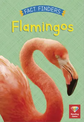 Flamingo - Flamingos