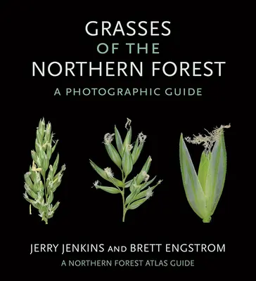 Ierburi din Pădurea de Nord: Un ghid fotografic - Grasses of the Northern Forest: A Photographic Guide