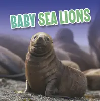 Pui de leu de mare - Baby Sea Lions