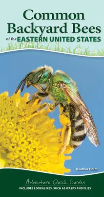 Albinele native comune din estul Statelor Unite: Calea ta de a identifica cu ușurință albinele și asemănările - Common Native Bees of the Eastern United States: Your Way to Easily Identify Bees and Look-Alikes