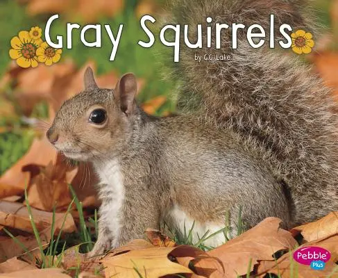 Veverițele gri - Gray Squirrels