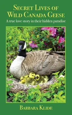 Viețile secrete ale gâștelor canadiene sălbatice: O adevărată poveste de dragoste în paradisul lor ascuns - Secret Lives of Wild Canada Geese: A true love story in their hidden paradise