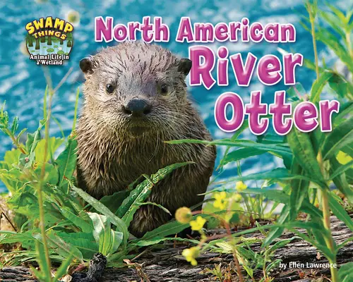 Vidra de râu nord-americană - North American River Otter
