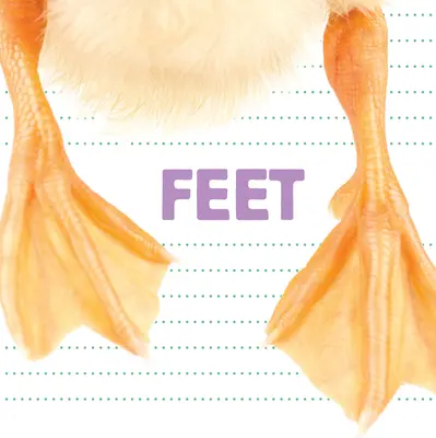 Picioarele - Feet