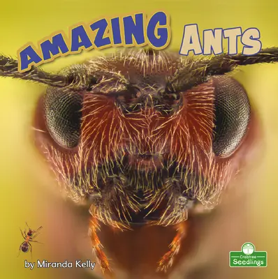 Furnici uimitoare - Amazing Ants