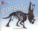 Fosile - Fossils