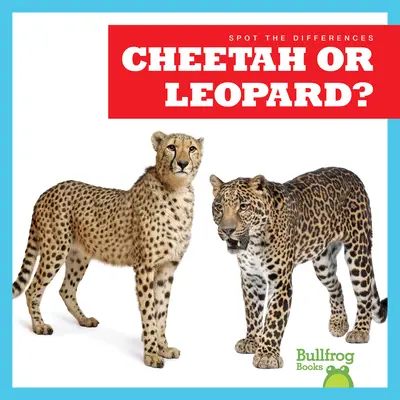 Cheetah sau leopard? - Cheetah or Leopard?