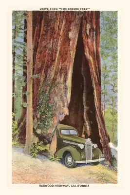 Jurnal de epocă Mașină conducând prin Redwood, California - The Vintage Journal Car Driving through Redwood, California