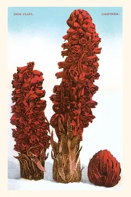 Jurnalul de epocă Snow Plant, Lake Tahoe, California - The Vintage Journal Snow Plant, Lake Tahoe, California
