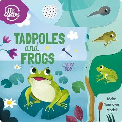 Mormoloci și broaște: Fă-ți propriul model! - Tadpoles and Frogs: Make Your Own Model!
