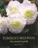 Begonii tuberoase - un ghid esențial - Tuberous Begonias - An Essential Guide