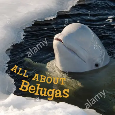 Totul despre Belugas: English Edition - All about Belugas: English Edition
