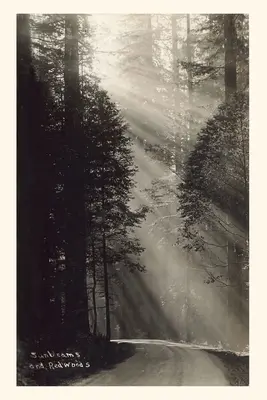 Jurnal de epocă Raze de soare și sequoia - Vintage Journal Sunbeams and Redwoods