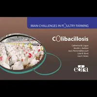 Colibaciloza - principalele provocări în creșterea păsărilor de curte - Colibacillosis - Main Challenges in Poultry Farming