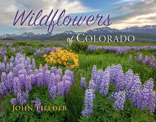 Flori sălbatice din Colorado - Wildflowers of Colorado