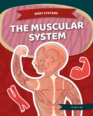 Sistemul muscular - The Muscular System