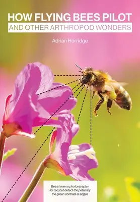 Cum pilotează albinele zburătoare și alte minuni ale artropodelor - How Flying Bees Pilot, and other arthropod wonders