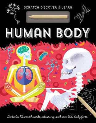 Corpul uman - Human Body