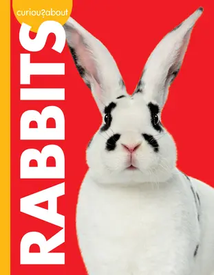 Curiozități despre iepuri - Curious about Rabbits