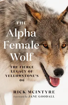 Femela lup alfa: moștenirea feroce a femelei 06 din Yellowstone - The Alpha Female Wolf: The Fierce Legacy of Yellowstone's 06