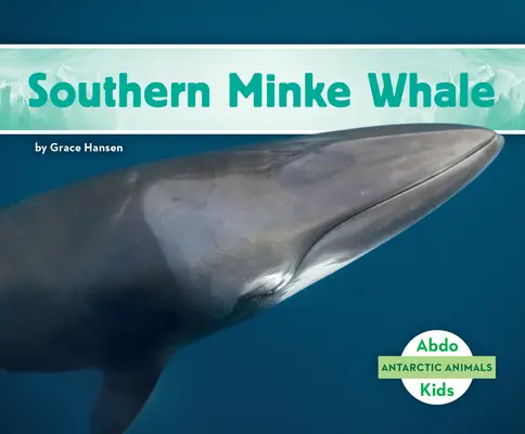 Balena Minke de Sud - Southern Minke Whale