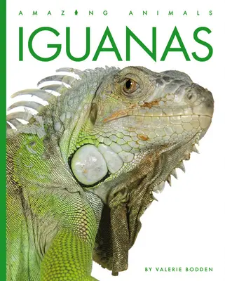 Iguane - Iguanas