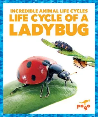 Ciclul de viață al unei Buburuze - Life Cycle of a Ladybug