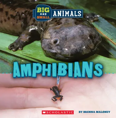 Amfibieni (Wild World: Big and Small Animals) - Amphibians (Wild World: Big and Small Animals)