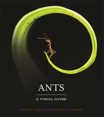 Furnici: Un ghid vizual - Ants: A Visual Guide