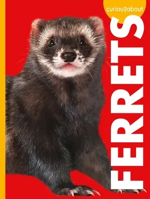 Curioși despre dihor - Curious about Ferrets