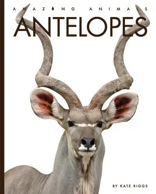 Antilope - Antelopes