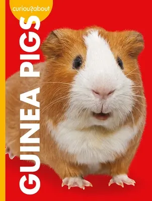 Curiozități despre porcușorii de Guineea - Curious about Guinea Pigs