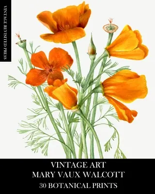 Vintage Art: Mary Vaux Walcott 30 de printuri botanice - Vintage Art: Mary Vaux Walcott 30 Botanical Prints