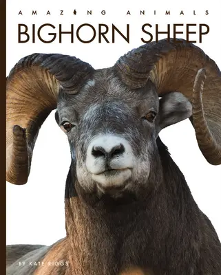 Oaie Bighorn - Bighorn Sheep