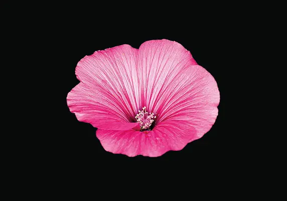 Blooming Book - Flori flamboaiante - Blooming Book - Flamboyant Flowers