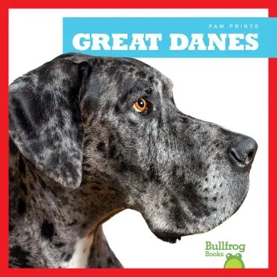Danezii mari - Great Danes