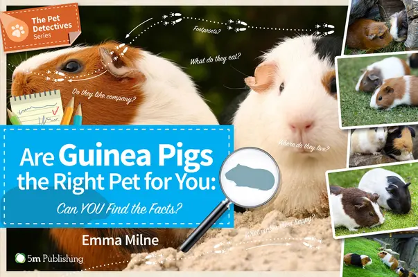 Sunt porcușorii de Guineea animalul de companie potrivit pentru dvs: Can You Find the Facts? - Are Guinea Pigs the Right Pet for You: Can You Find the Facts?
